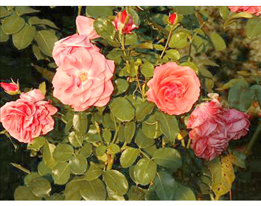 Kundenfoto 4 Blumen Wendler