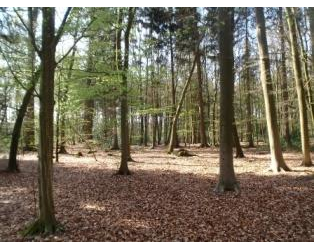 Kundenfoto 2 Ruheforst Südheide Inh. Hans-Jürgen von Harling