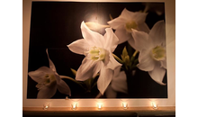 Kundenbild groß 7 Wellen Iris Haarstudio