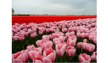 Kundenbild groß 3 Holland Blumen Shops