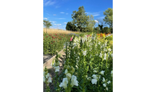 Kundenbild groß 3 Blumen Kocks Friedhofsgärtnerei