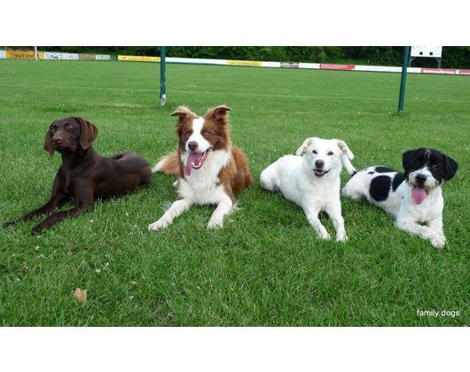 Kundenfoto 3 Hundeschule family dogs