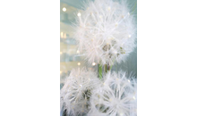 Kundenbild groß 1 Kismasch Liliana