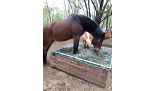 Kundenbild groß 2 Hockwin Silvia Reittouristik