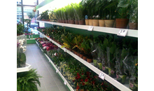 Kundenbild groß 4 Holland Blumen Shops