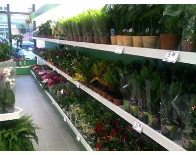 Kundenfoto 4 Holland Blumen Shops