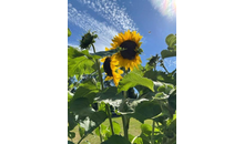 Kundenbild groß 2 Blumen Kocks Friedhofsgärtnerei