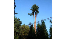 Kundenbild groß 3 Tharang André Baum-Haus-Service