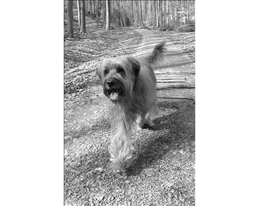 Kundenfoto 4 Wurdinger Heike Hundephysiotherapie