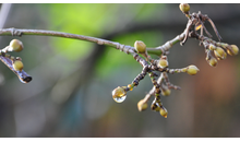 Kundenbild groß 15 Kirsten Hesse Praxis für Shiatsu