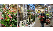Kundenbild groß 1 Rennings Blumen GmbH Blumengeschäft