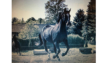 Kundenbild groß 5 Hockwin Silvia Reittouristik