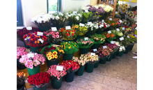 Kundenbild groß 6 Holland Blumen Shops