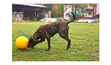 Kundenbild groß 4 George Romy Hundeschule