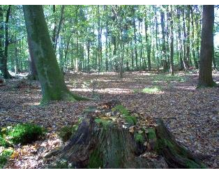 Kundenfoto 1 Ruheforst Südheide Inh. Hans-Jürgen von Harling