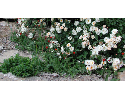 Kundenfoto 5 Schramm Roland Dipl.-Ing. (FH) Gartenbau GRUEN & MEHR u. Planungsbüro f. Freianlagen