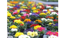 Kundenbild groß 1 Blumen Schellhase