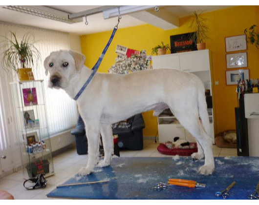 Kundenfoto 6 Anjas Hunde- u. Katzenpflegesalon Inh. A. Löffler