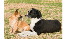 Kundenbild groß 2 Ferien für Fellnasen Hundepension