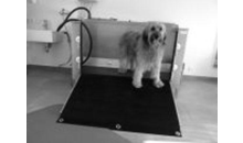 Kundenbild groß 10 Wurdinger Heike Hundephysiotherapie