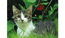 Kundenbild groß 1 Verein Katzen in Not e.V. Katzenpension Felix & Co