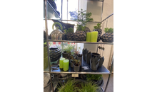Kundenbild groß 1 Schöner Schenken Inh. Susanne Lother - Blumen und Geschenkartikel