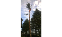 Kundenbild groß 3 Seitz Christoph Baumfällung