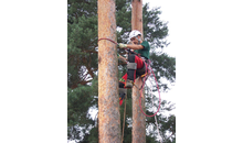 Kundenbild groß 2 Wild Thomas Baumpflege