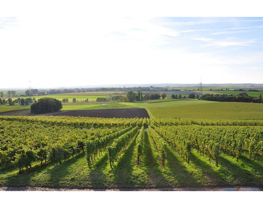 Kundenfoto 5 Schmitt Weingut