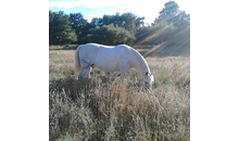 Kundenbild groß 4 Hockwin Silvia Reittouristik