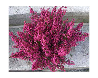 Kundenfoto 4 Gartenbau Ernst Risse Inh. Reinhild Hellenberg