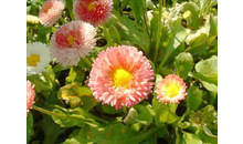Kundenbild groß 6 Blumen Wendler