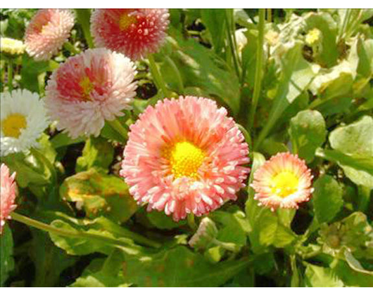 Kundenfoto 6 Blumen Wendler
