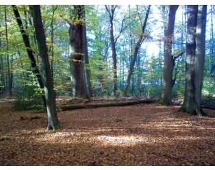 Kundenfoto 5 Ruheforst Südheide Inh. Hans-Jürgen von Harling