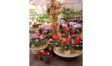 Kundenbild groß 7 Gartenbau GmbH Chemnitzer Blumenring