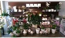 Kundenbild groß 5 Blumenstube Inh. R. Di Stefano