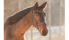 Kundenbild groß 1 PferdeWert GbR