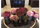 Eigentümer Bilder Pohlmann Eva Blumen Düsseldorf