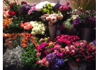 Bildergallerie Pohlmann Eva Blumen Düsseldorf
