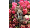 Eigentümer Bilder Pohlmann Eva Blumen Düsseldorf