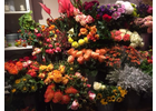 Bildergallerie Pohlmann Eva Blumen Düsseldorf