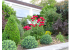 Bildergallerie Dienst Benno Gartenservice Würzburg