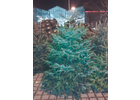 Bildergallerie Bayerwald Weihnachtsbaumverkauf Obertraubling
