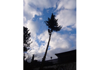 Eigentümer Bilder Dienst Benno Gartenservice Würzburg