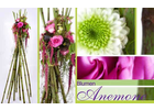 Eigentümer Bilder Blumen Anemone München