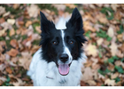 Bildergallerie Lohr Katja Snoots Hundeschule & Hundefotografie Dresden