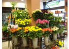 Bildergallerie Blumen Bremkens Inh. Stefanie Wirtz e.K. Düsseldorf