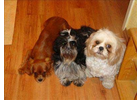 Bildergallerie Siegel Susanne, Susannes Pfotentreff Dog-Sitting-Service u. Siegel Timo Sennfeld