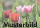 Eigentümer Bilder MK Küchenstudio Mautsch GmbH Zwickau