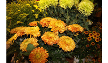 Kundenbild groß 4 Blumen Floristik für jeden Anlass